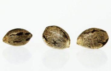 how to grow marijuana at home b