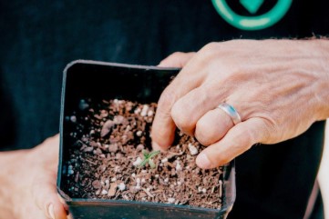 how to grow marijuana at home soil