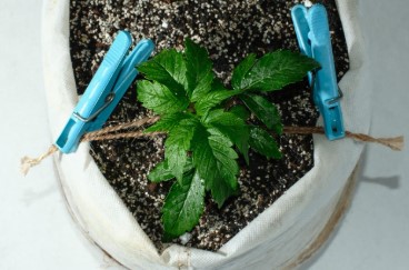 How to Maximize Yields With Feminized Seeds