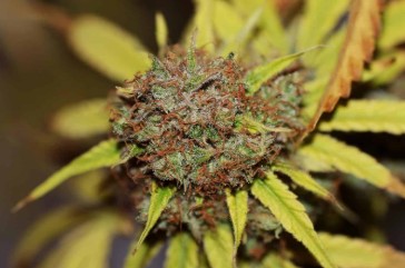 How to Maximize Yields With Feminized Seeds