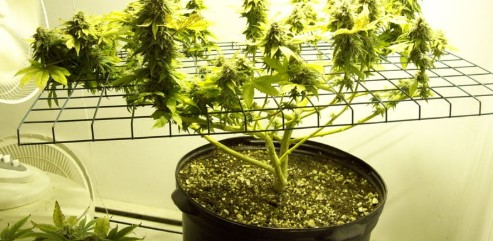 how to maximize yields with feminized seeds c