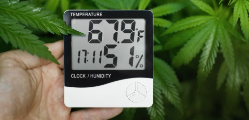 how to maximize yields with feminized seeds d