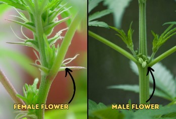 how to sex marijuana plants b