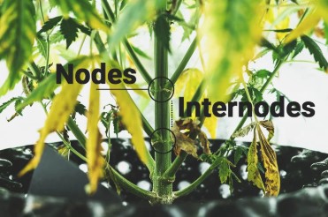 How to sex marijuana plants