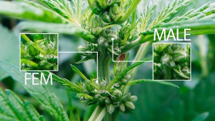 how to tell male from female cannabis plants difference