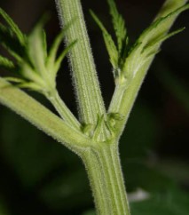 How to tell male from female cannabis plants