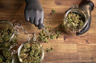 how to trim a marijuana plant hh