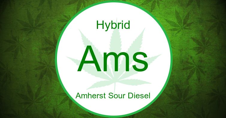 hybrid amherst sour diesel ams ogimage 1566987694 1440w