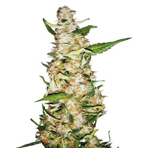 iced widow appearance