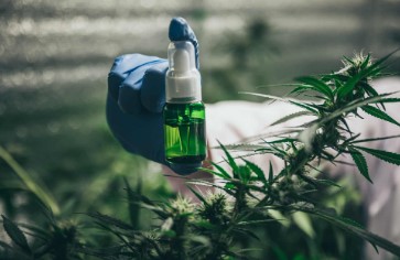 iced widow cultivation