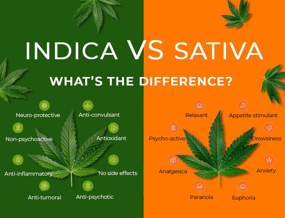indica vs sativa 1
