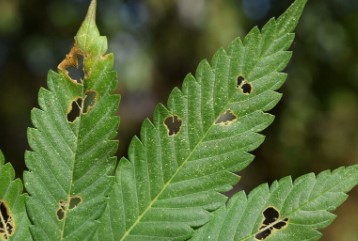 industrial plant pests