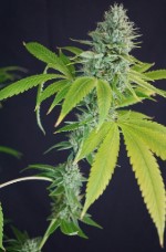 iron triangle appearance