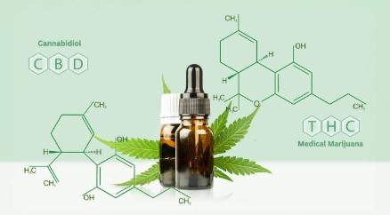 Is Cannabis Marijuana