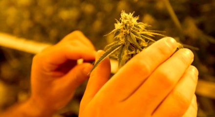 is marijuana a federally legal x 1