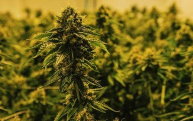 is marijuana legal in new zealend ff