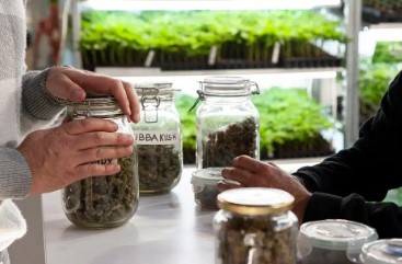 is marijuana legal in nm ll