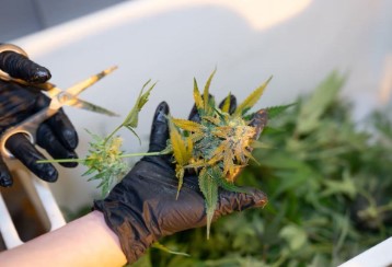 is marijuana legal in puerto rico fdd