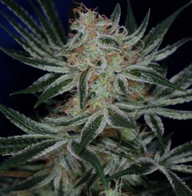 jack the ripper appearance