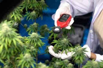 jamaican dream environment