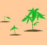 jamaican dream stages