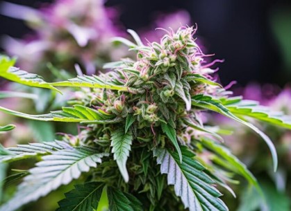 jelly roll appearance