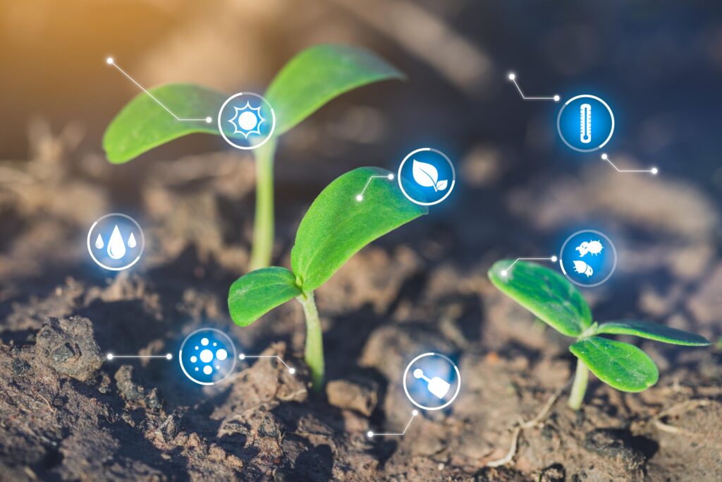 jelly roll cultivation