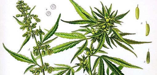 jupiter og cultivation