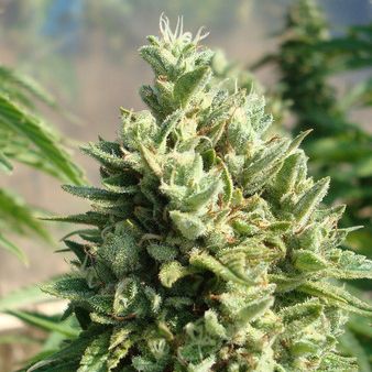 kandy kush appearance