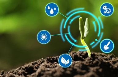 kandy kush cultivation