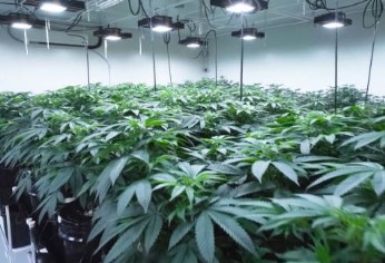 lemon haze cultivationn