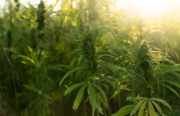 lemon skunk cultivation