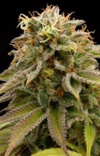 lemon thai appearance