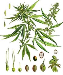 mad scientist cultivation