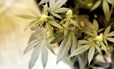 mandarine cultivation