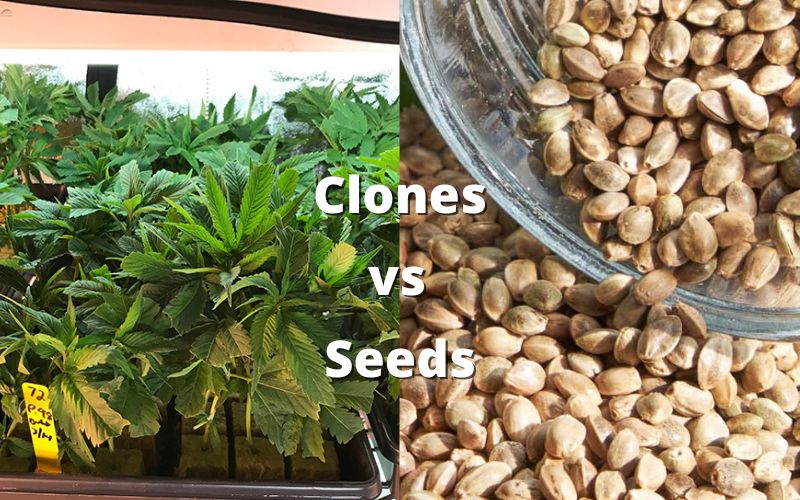 Comparing Seed and Clone Propagation in Medical Cannabis Cultivation