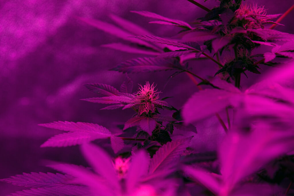 marijuana flower thco thcp cannabinoids 1024x682 1