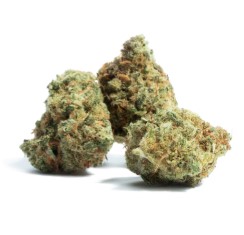 marijuana seeds for beginners ah