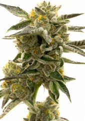marijuana seeds for beginners ba