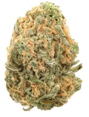 marijuana seeds for beginners bd