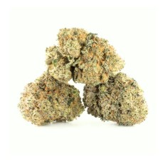 marijuana seeds for beginners cf