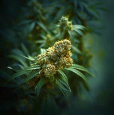 marijuana seeds for beginners cw