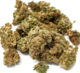 Marijuana seeds for beginners