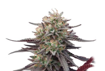 marijuana seeds for beginners gc