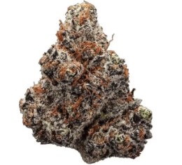 marijuana seeds for beginners nl