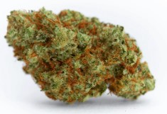 marijuana seeds for beginners ww