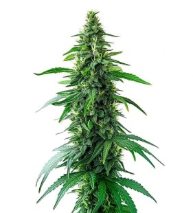 Marijuana seeds NJ