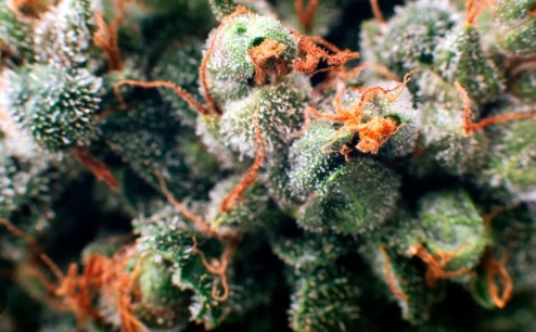 master yoda appearance