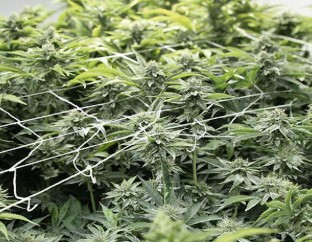 master yoda cultivation