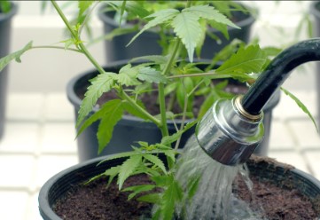 mazar x blueberry watering